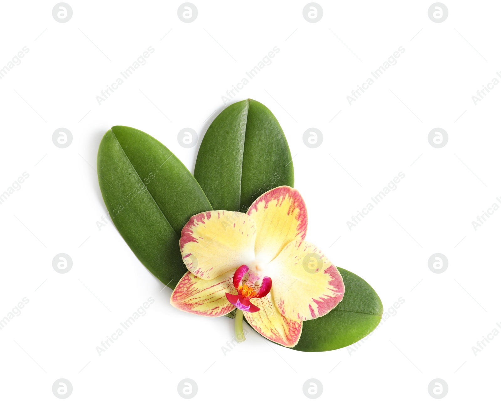 Photo of Beautiful orchid flower with leaves on white background, top view. Tropical plant