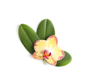 Photo of Beautiful orchid flower with leaves on white background, top view. Tropical plant