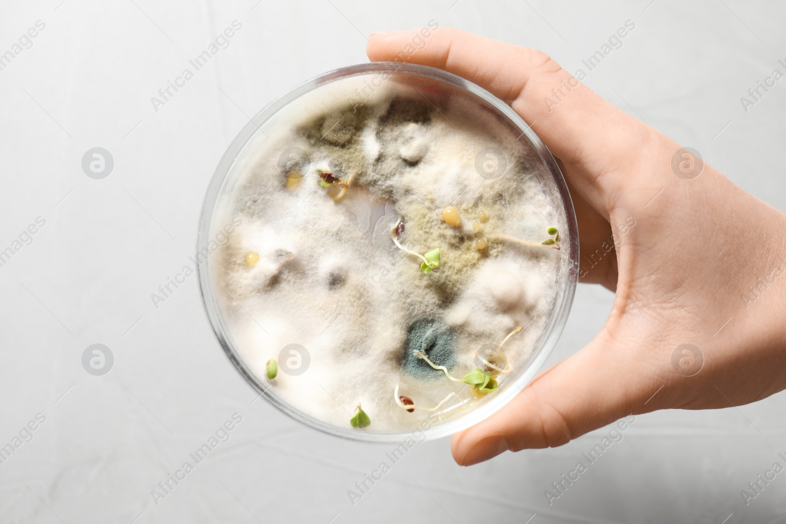 Photo of Scientist holding Petri dish with oat seeds on light background, top view. Germination and energy analysis