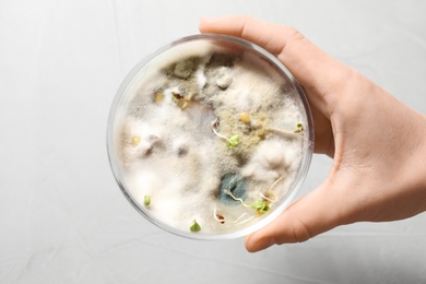 Scientist holding Petri dish with oat seeds on light background, top view. Germination and energy analysis