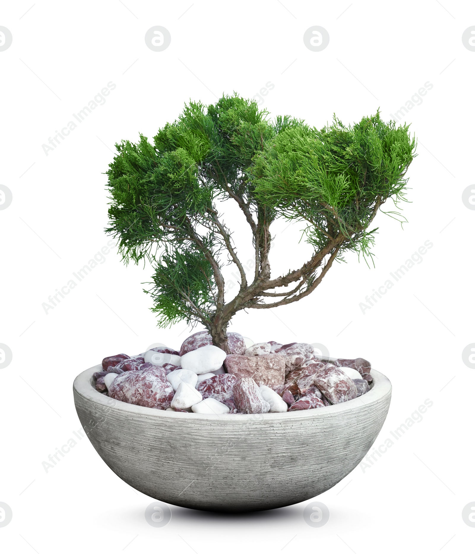 Image of Beautiful bonsai tree in pot isolated on white 