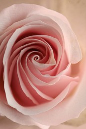 Beautiful pink rose, closeup view. Floral decor