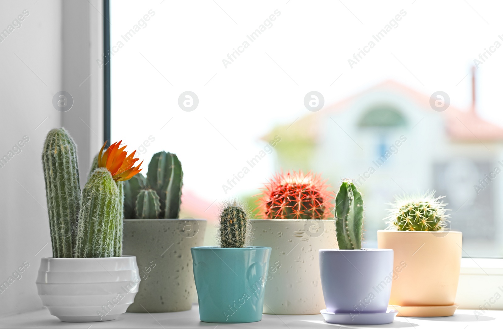 Photo of Beautiful different cacti in pots on windowsill