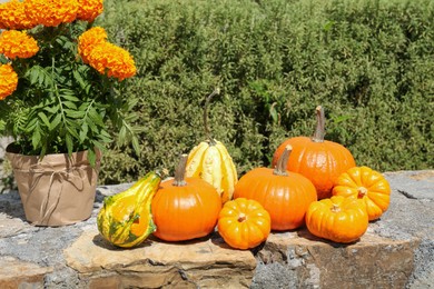 Photo of Ripe orange pumpkins and blooming marigolds on stone surface in garden