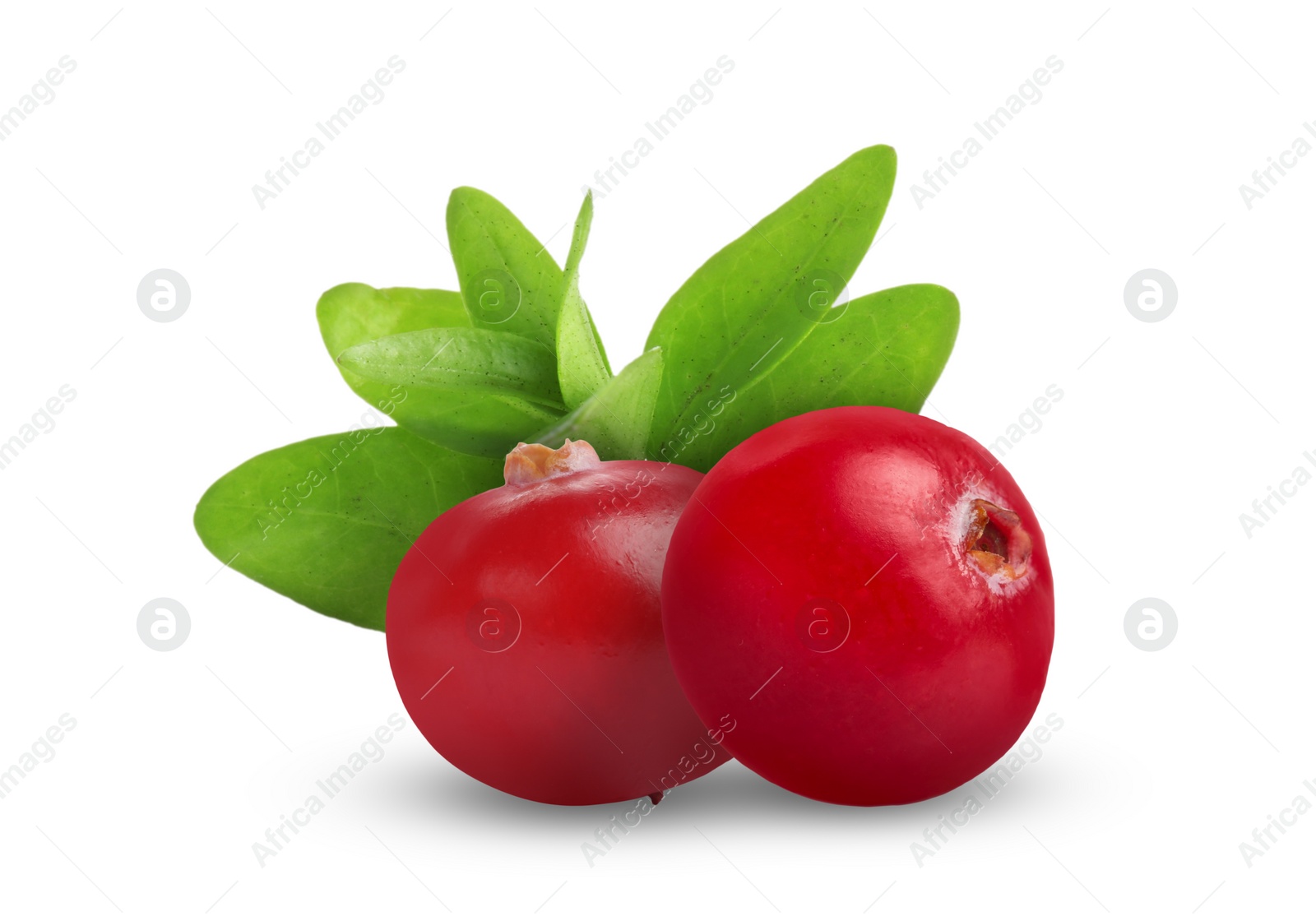 Image of Fresh ripe cranberries with leaves isolated on white