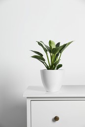 Photo of Potted philodendron on wooden table near white wall, space for text. Beautiful houseplant