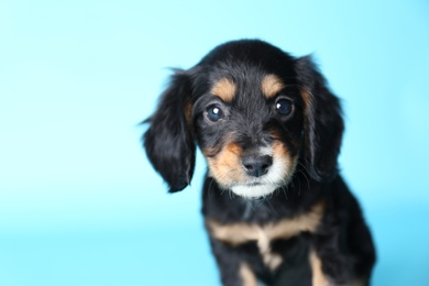 Photo of Cute English Cocker Spaniel puppy on light blue background. Space for text