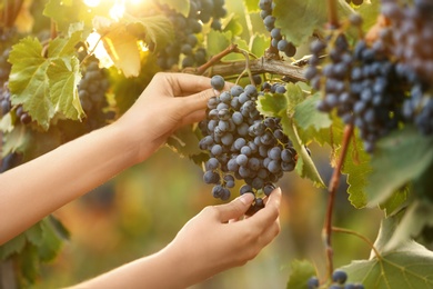 Woman picking fresh ripe juicy grapes in vineyard, closeup