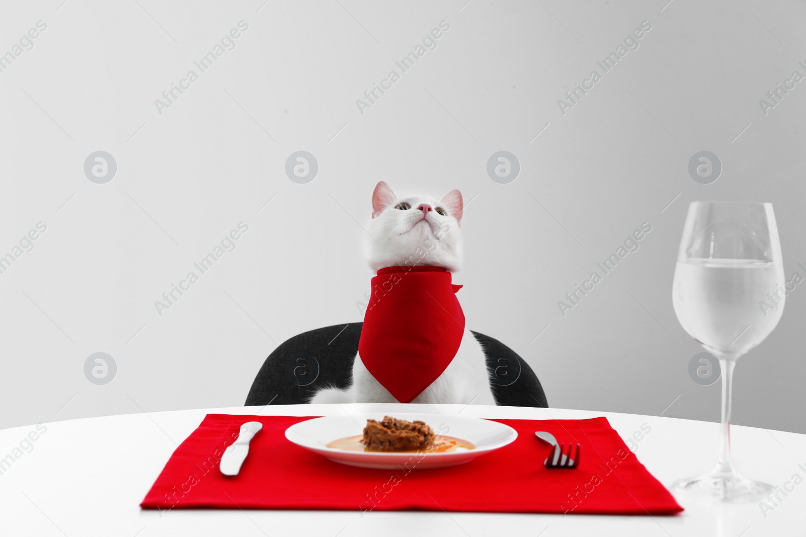 Photo of Cute cat sitting at served dining table against white background