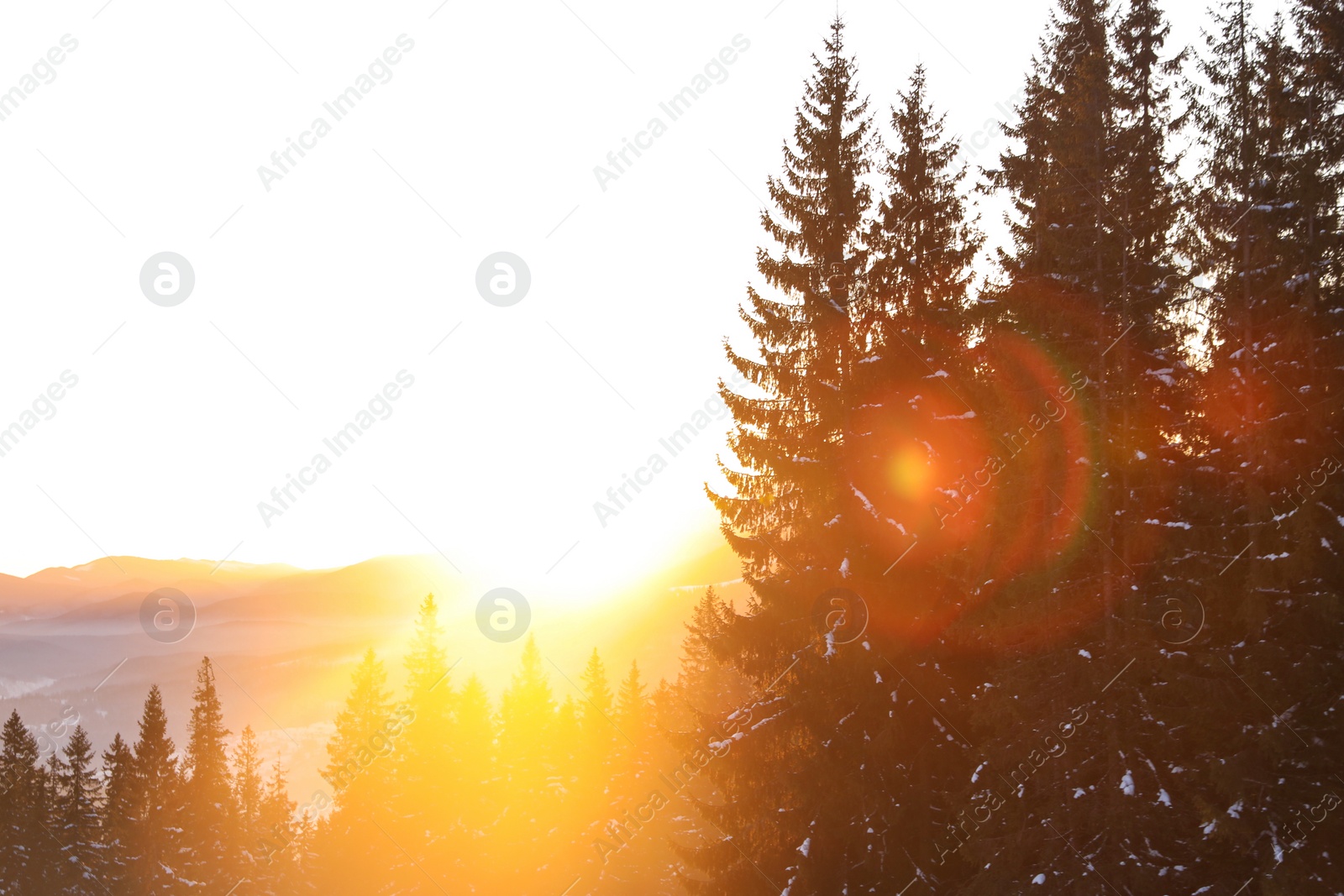 Photo of Beautiful mountain landscape with sunlit forest in winter