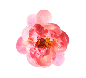 Beautiful blooming pink peony isolated on white