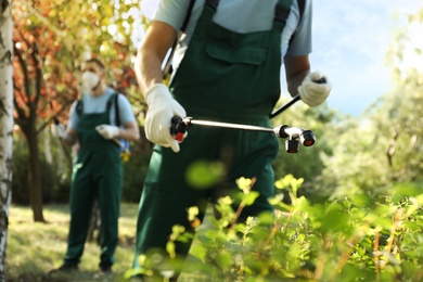 Photo of Workers spraying pesticide onto green bush outdoors, closeup. Pest control