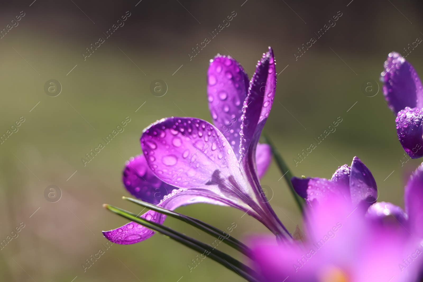 Photo of Fresh purple crocus flowers growing on blurred background, closeup