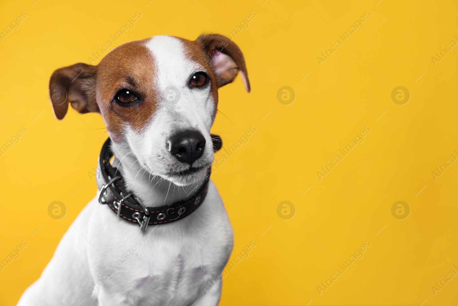 Photo of Adorable Jack Russell terrier with collar on yellow background, space for text