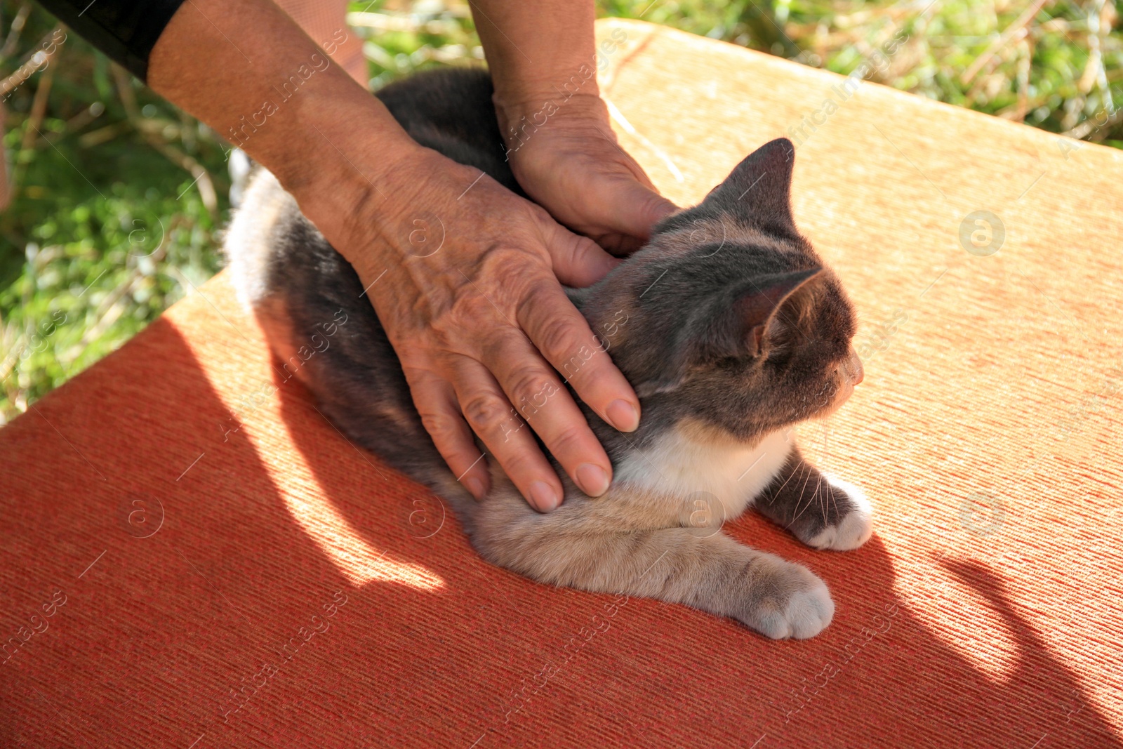 Photo of Woman stroking stray cat outdoors, closeup. Homeless animal