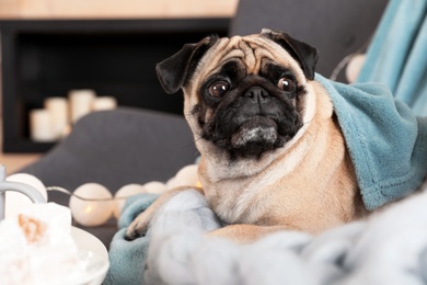 Photo of Cute pug dog with blankets on sofa at home. Warm and cozy winter