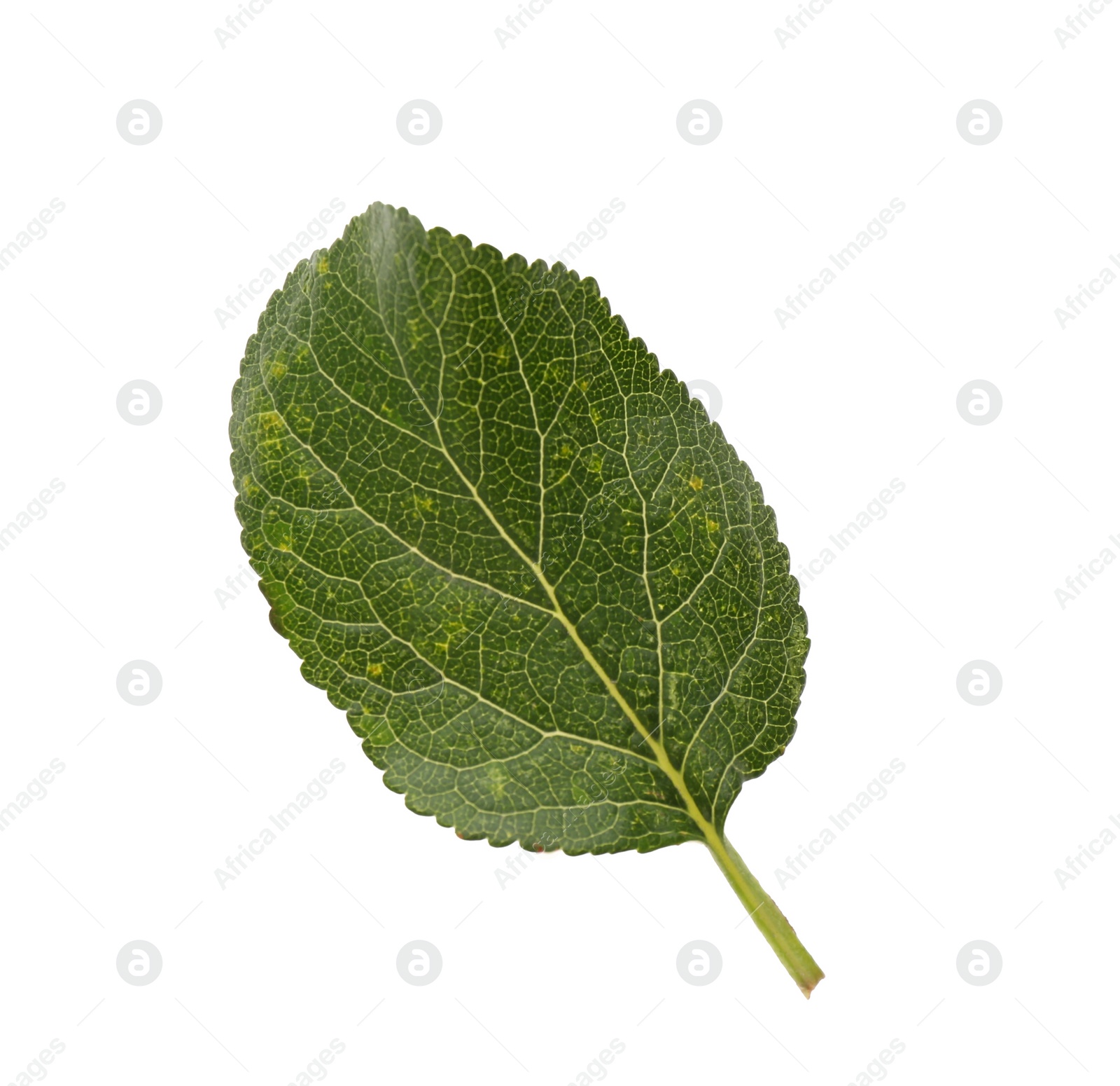 Photo of Fresh green plum leaf isolated on white