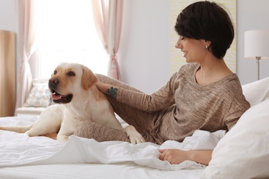 Adorable yellow labrador retriever with owner on bed indoors