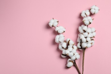 Photo of Branches with cotton flowers on pink background, top view. Space for text