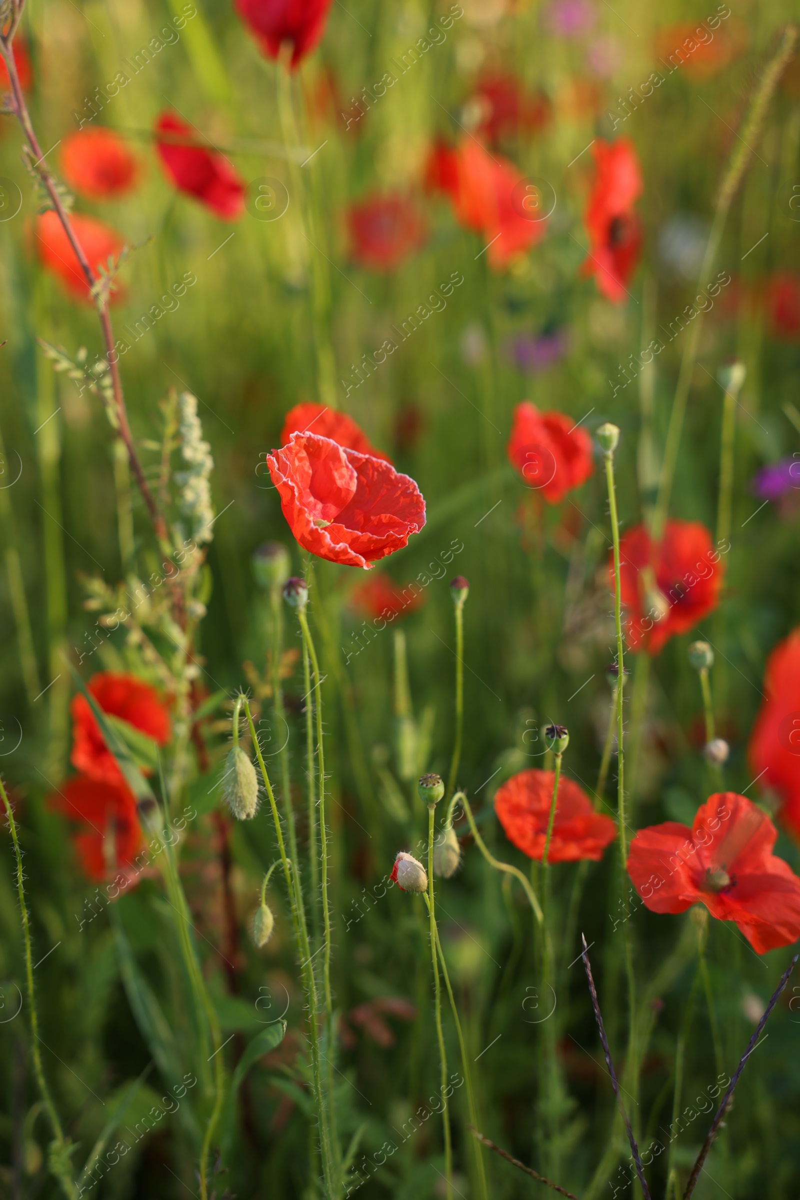 Photo of Beautiful red poppy flowers growing among grass outdoors, closeup