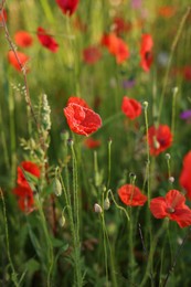 Beautiful red poppy flowers growing among grass outdoors, closeup