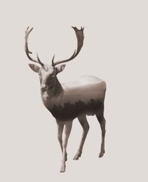 Image of Double exposure of deer stag and mountains with misty forest
