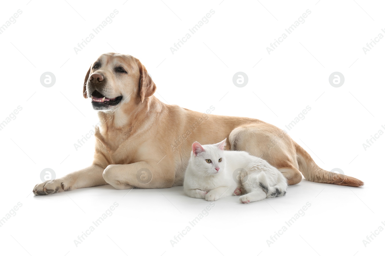 Photo of Adorable dog and cat together on white background. Friends forever