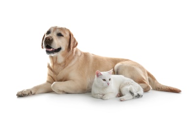 Photo of Adorable dog and cat together on white background. Friends forever