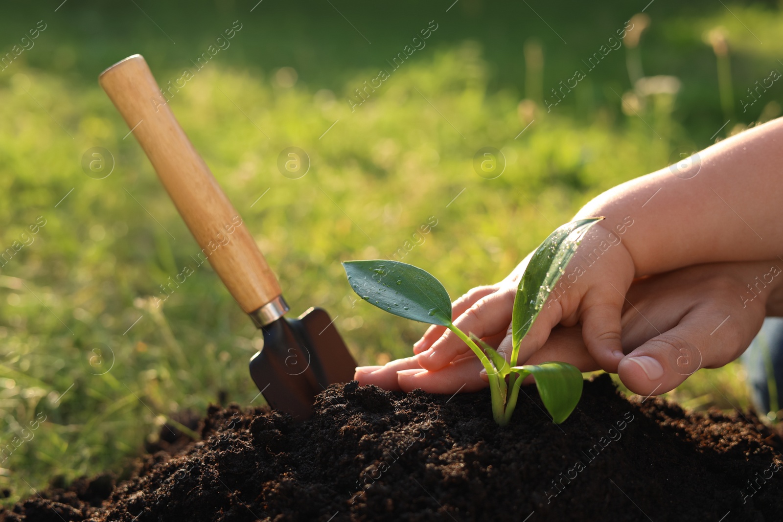 Photo of Mother and her child planting tree seedling into fertile soil, closeup