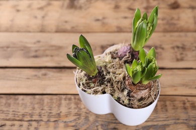 Photo of Potted hyacinth plants on wooden table. Space for text