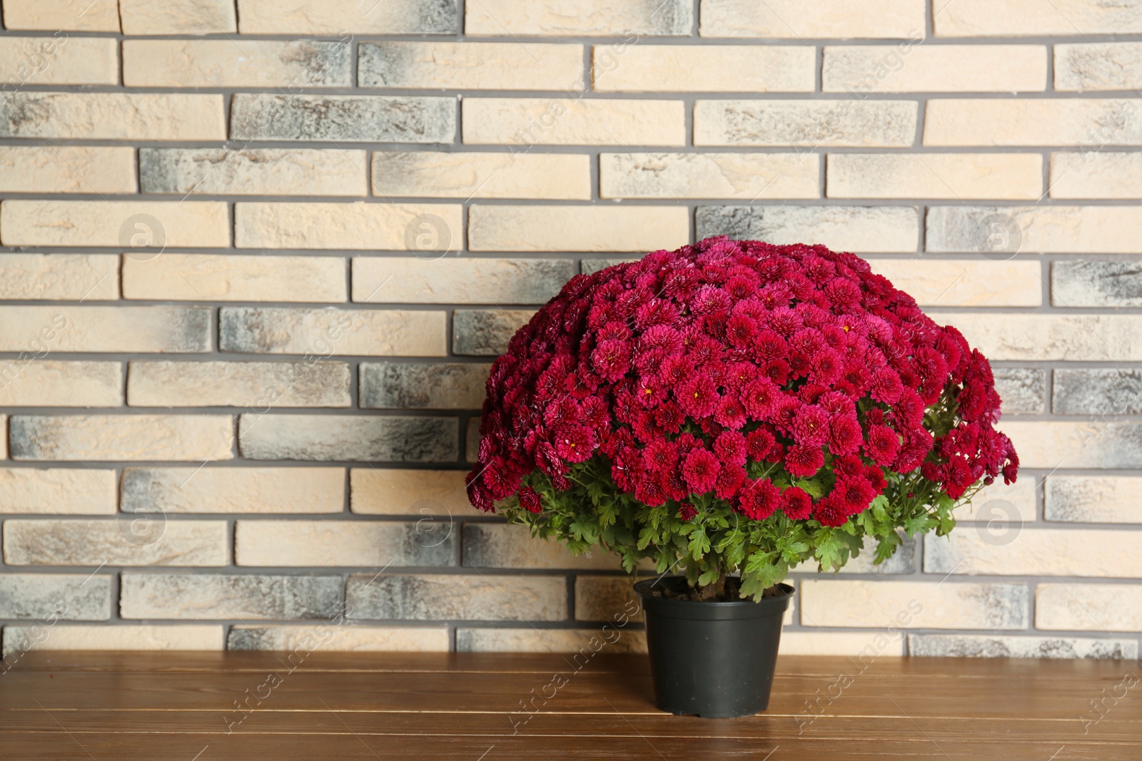 Photo of Beautiful potted chrysanthemum flowers on table near brick wall. Space for text