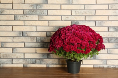 Beautiful potted chrysanthemum flowers on table near brick wall. Space for text