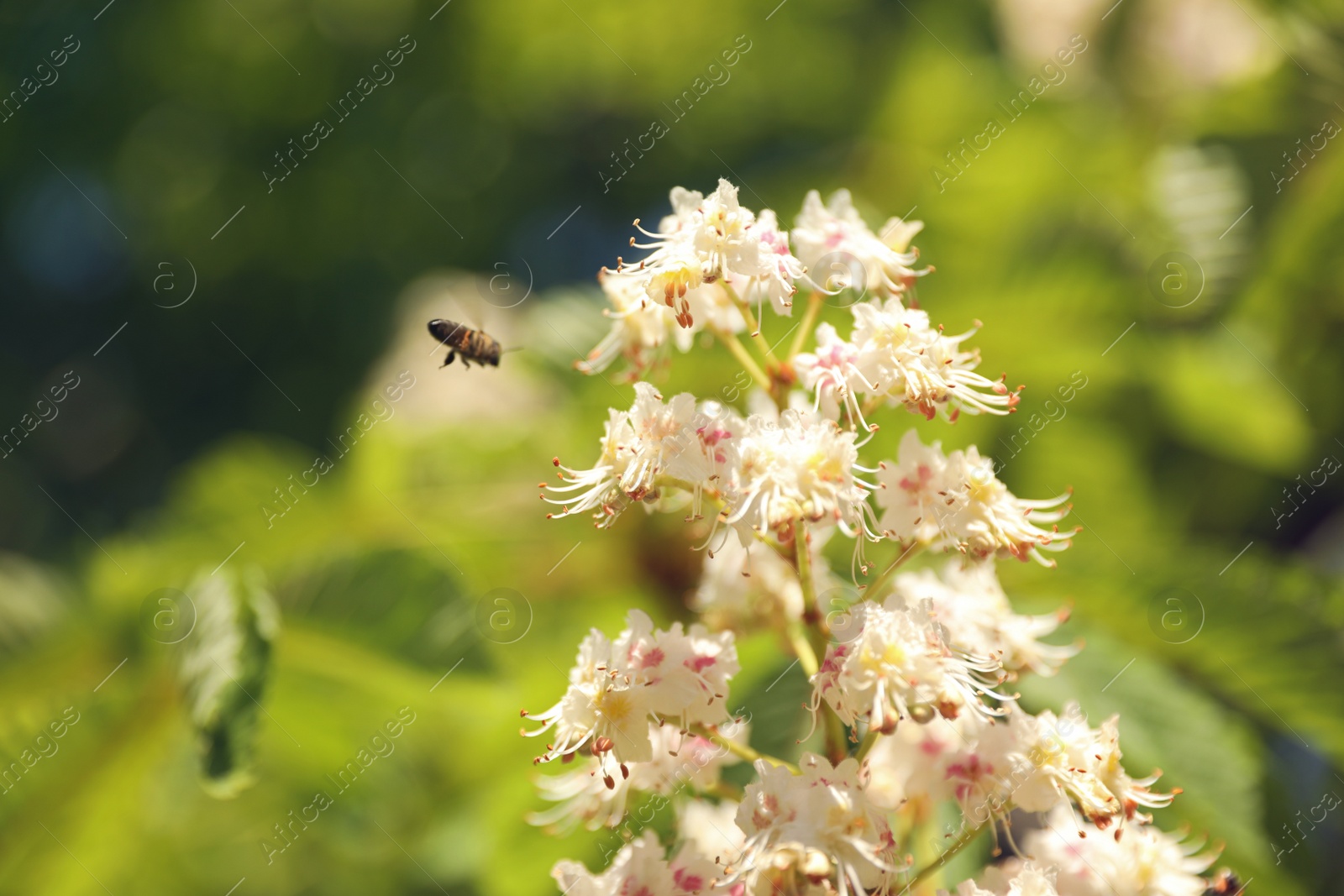 Photo of Closeup view of blossoming chestnut tree outdoors on sunny spring day