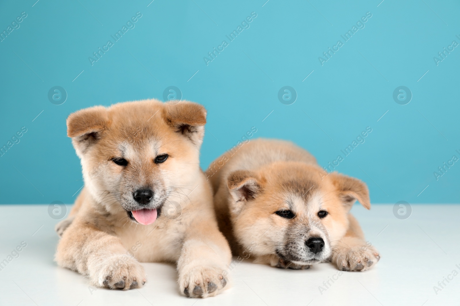 Photo of Adorable Akita Inu puppies on light blue background