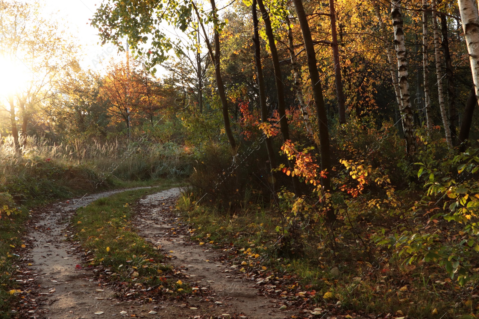 Photo of Pathway with fallen leaves and beautiful trees on autumn day