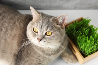 Cute cat near fresh green grass on white surface, above view