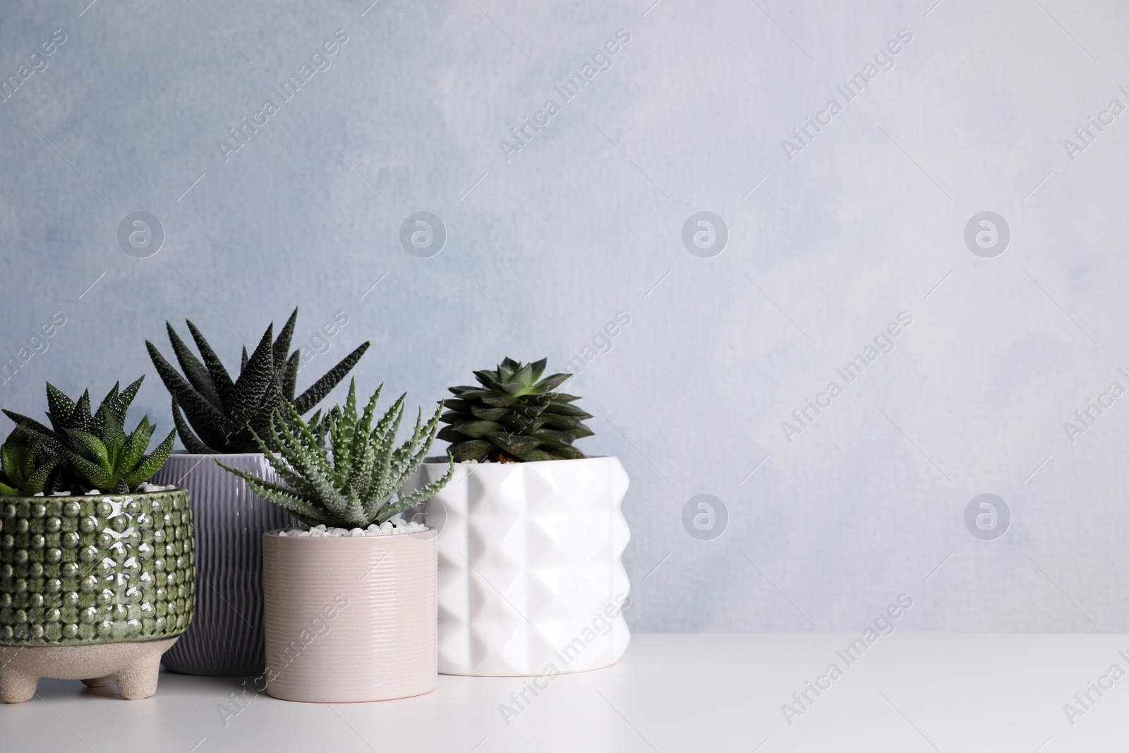 Photo of Beautiful Aloe, Haworthia and Echeveria in pots on white table, space for text. Different house plants