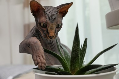 Photo of Curious sphynx cat near houseplant at home