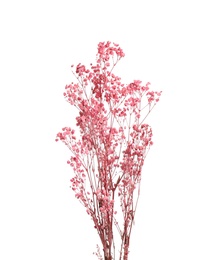 Beautiful tender dried flowers on white background.