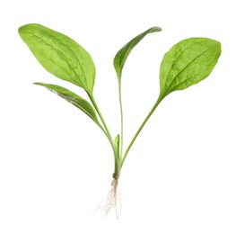 Photo of Broadleaf plantain on white background. Medicinal herb