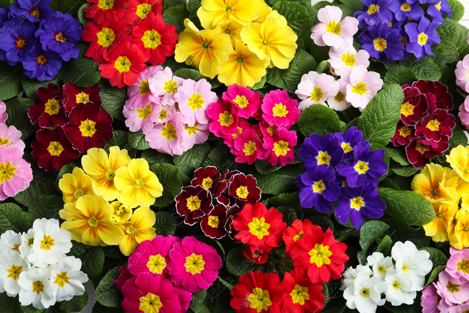 Photo of Beautiful primula (primrose) plants with colorful flowers as background, top view. Spring blossom