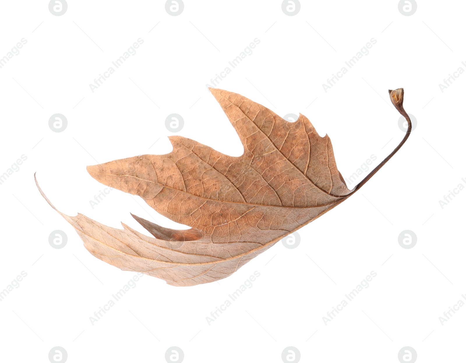 Photo of Dry leaf isolated on white. Autumn season