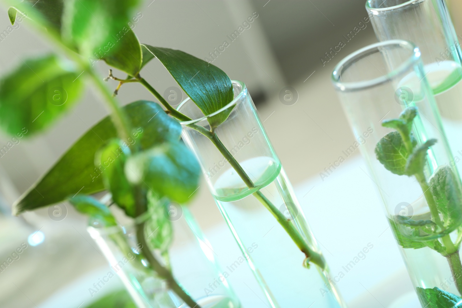 Photo of Green plants in test tubes on blurred background, closeup. Biological chemistry