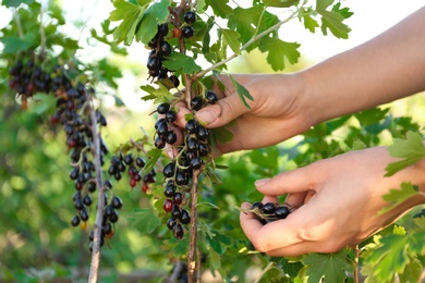 Photo of Woman picking black currant berries outdoors, closeup