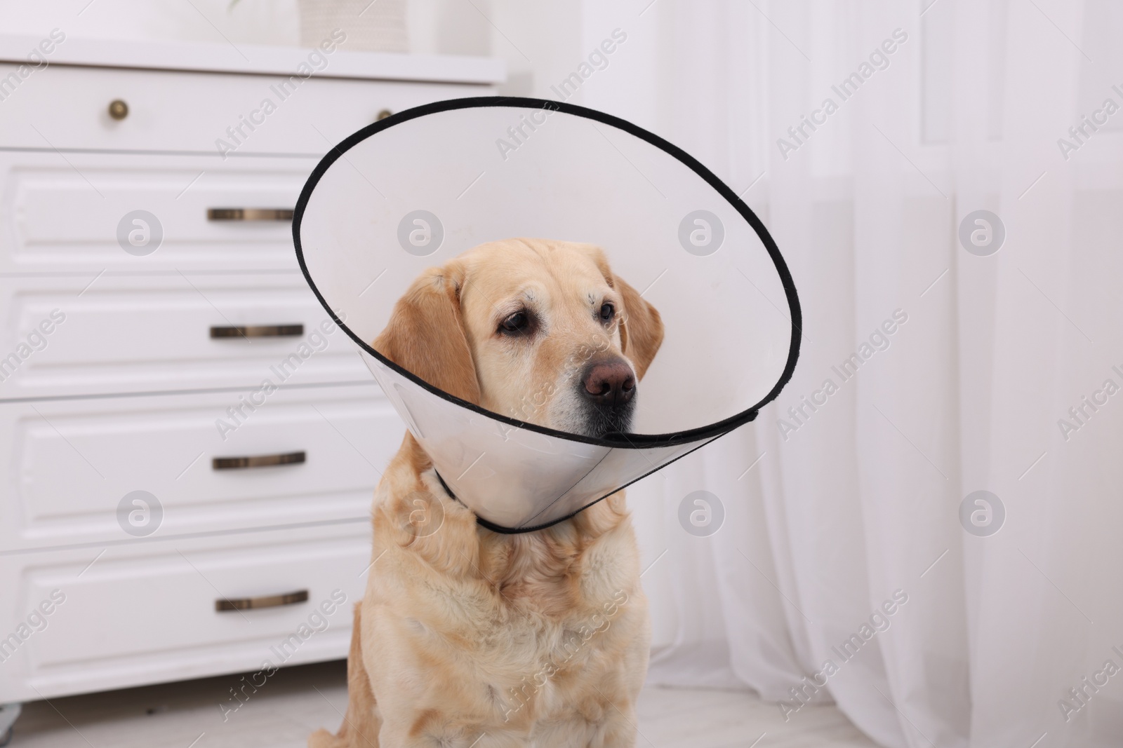 Photo of Sad Labrador Retriever with protective cone collar in room