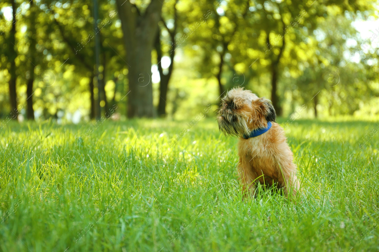 Photo of Cute fluffy dog on green grass in park. Space for text