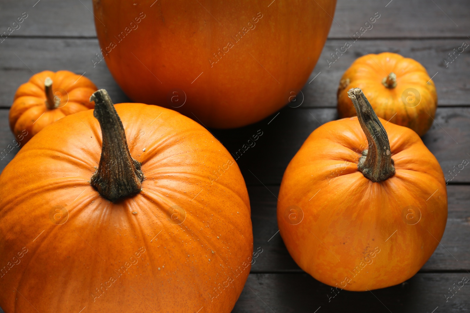 Photo of Thanksgiving day. Many ripe pumpkins on black wooden table, closeup