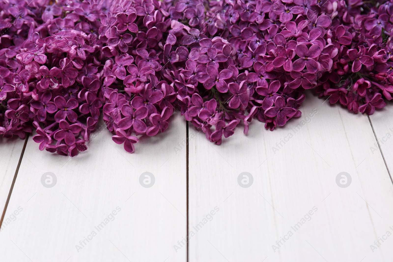 Photo of Beautiful lilac flowers on white wooden background, closeup. Space for text