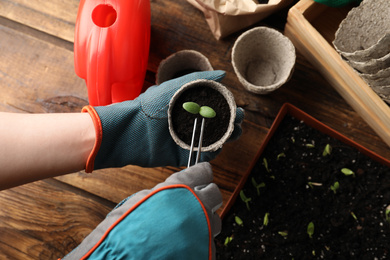 Photo of Person taking care of seedling at wooden table, top view