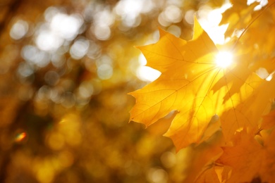 Photo of Tree branch with sunlit golden leaves in park, closeup. Autumn season